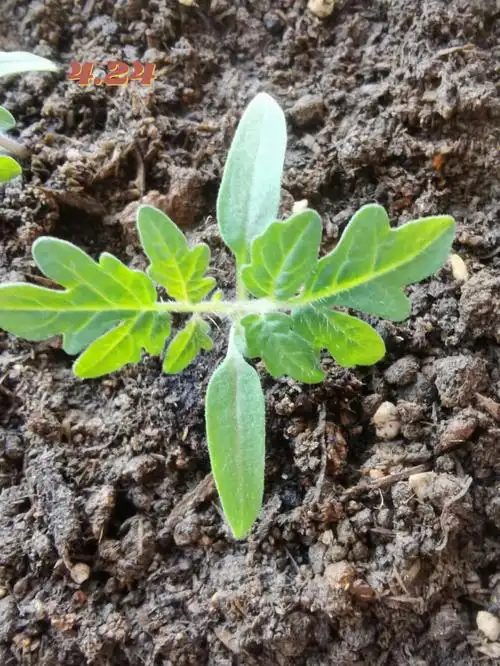 4号开始催芽,4月10号才发芽,#番茄  #矮生番茄  #粉鸟番茄