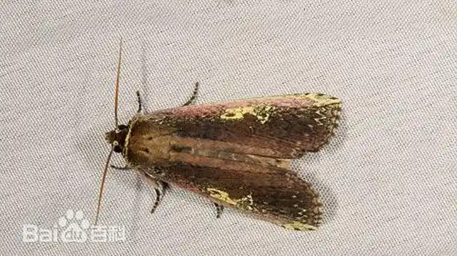 我国台湾唯一被正式记录的寄蛾科昆虫——名和蝉寄蛾!