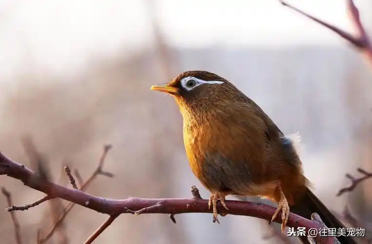 画眉鸟图片 凶猛(最凶的画眉鸟图片大全)