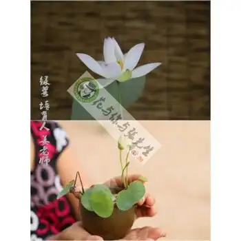 碗莲荷花莲水里的植物盆栽禅意盆栽保真庭院 水培植物 绿萼种藕(微型)