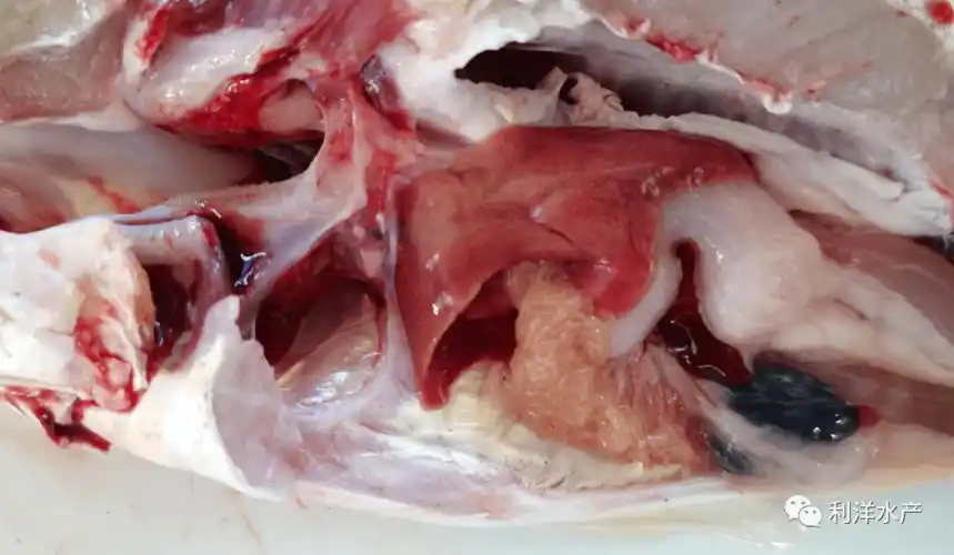 镜检白点处为溃烂灶,未发现有寄生虫和柱状黄