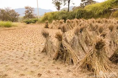 唐官古道东坪柿林