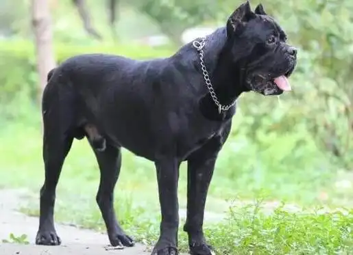 圣伯纳犬性格温顺,坎高犬身材高大性格凶猛(图8)