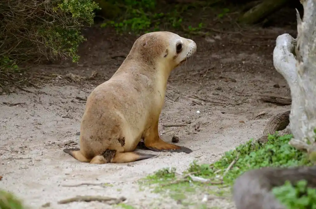 海狮幼崽,海狮幼崽在沙滩上散步