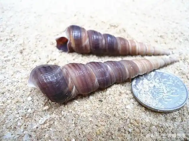 农田常见的一种螺,可别把它拿来食用,它里面含有很多的毒素