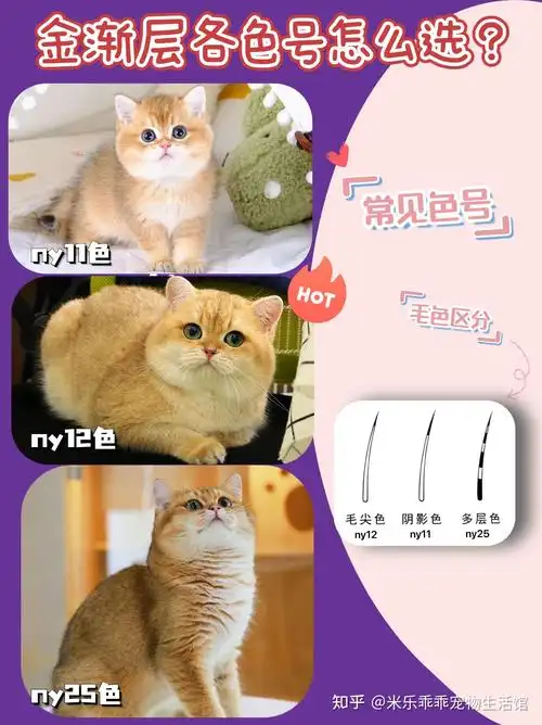 颜色的选择?-既然咱们已经知道了金渐层的由来,那我们来说说