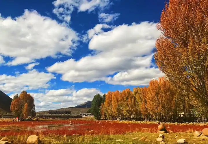 金色的秋天美景如画,但每年的景色却不大一样.