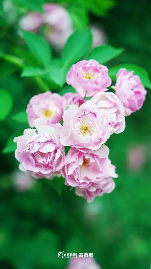 蔷薇花墙背景图##现实版一路生花##花开种花家