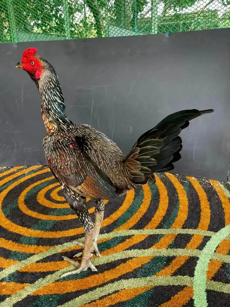 母鸡毛精品斗鸡