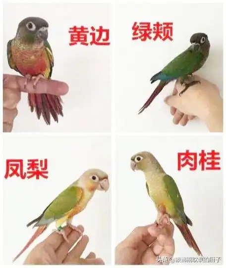 牡丹鹦鹉怎么分公母 费氏牡丹鹦鹉怎么分公母(图2)