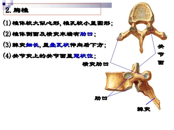 ()椎体较大似心形,椎孔较小呈圆形;.ppt.ppt