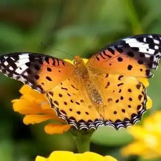 蓝闪蝶上榜(最美蓝色动物之一) 世界上最美的十大蝴蝶-方日排行