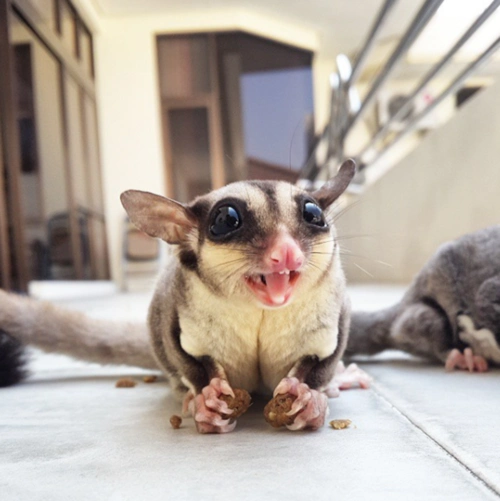 原创原来蜜袋鼯是一种可以随身携带还超级粘人的宠物