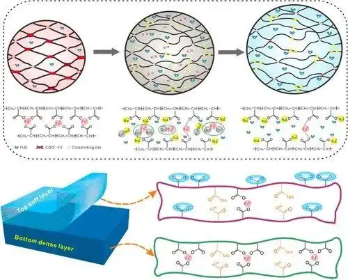 顶部示意图,显示了通过碱诱导的网络解离策略制备层状水凝胶的过程和
