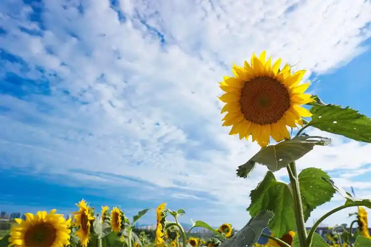 什么花象征着坚强送哪些花代表坚强