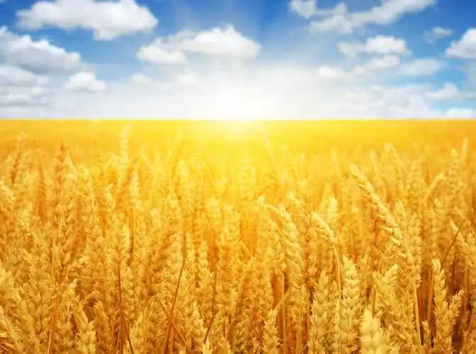 美丽的麦田景色高清图片