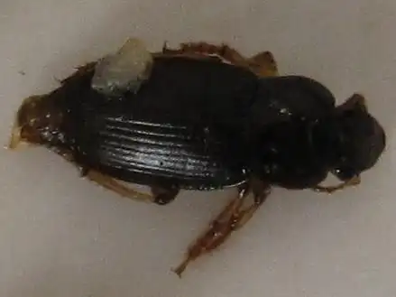 你知道吗 我家很多 愁死了 0回答 家里墙壁潮湿,有很多黑色的小虫子