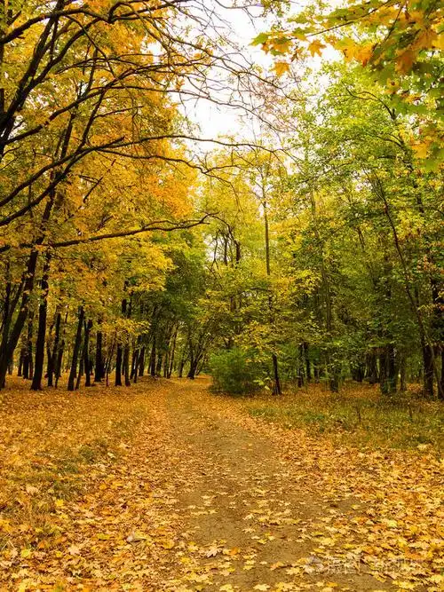 五颜六色的明亮的秋天森林.秋天树叶落在地上.