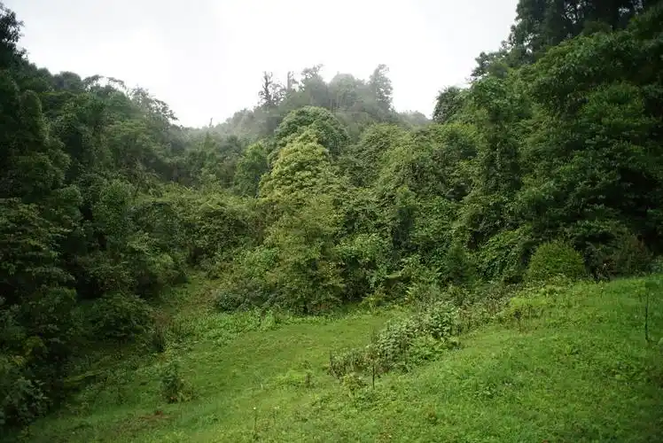 云南红河县架车最厉的原始森林