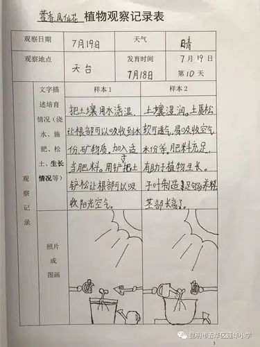 植物观察记录表,小朋友们填写的工整,美观.