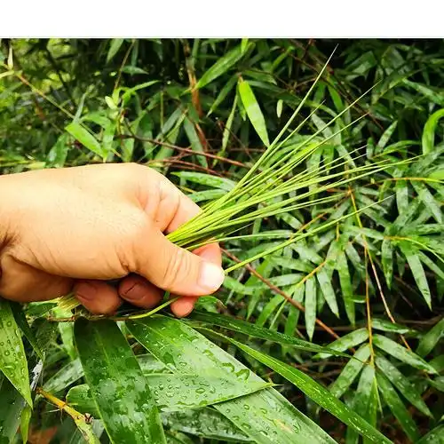 深山野生竹叶芯天然竹叶心竹心嫩芽竹芯竹卷心新鲜中药材凉茶100g