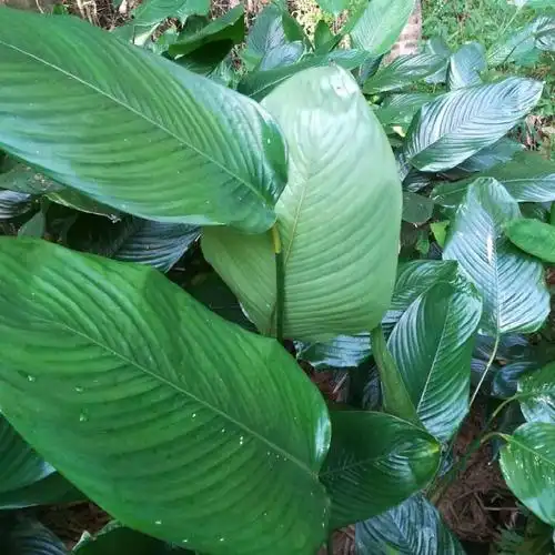 广西冬叶粽子叶现摘大粽叶新鲜原生态柊叶裹粽大树叶粽子材料 中叶100