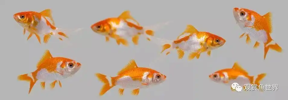 连续剧金鱼的繁殖三鱼苗的护理