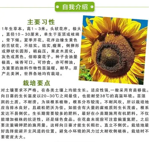 纳格兰法国葵向日葵种子花盘大可观赏蔬菜孑可榨油向日葵种籽 食用