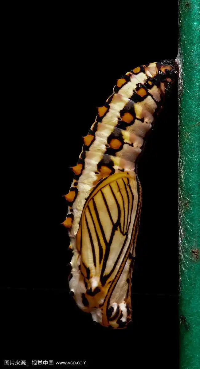 黑色背景上的毛毛虫