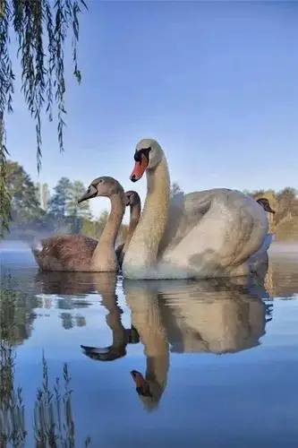 临水 可爱小动物倒影合集