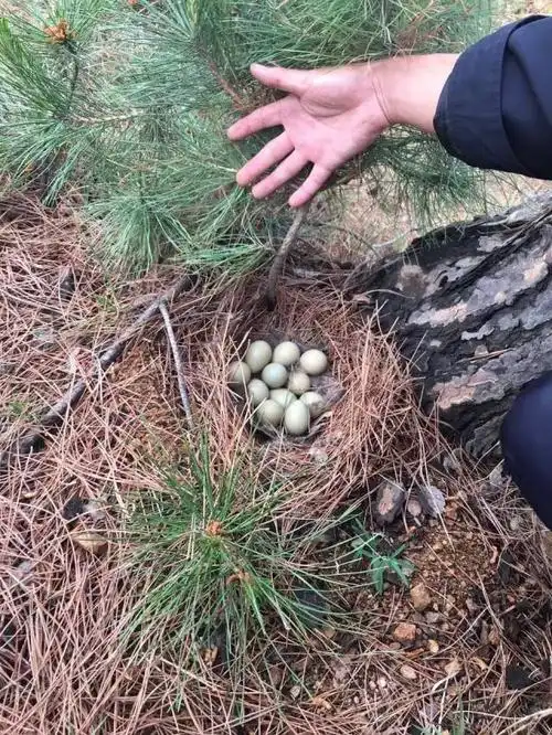 辛吉元巡山路上发现的野鸡蛋  记者季苏平 郭威摄