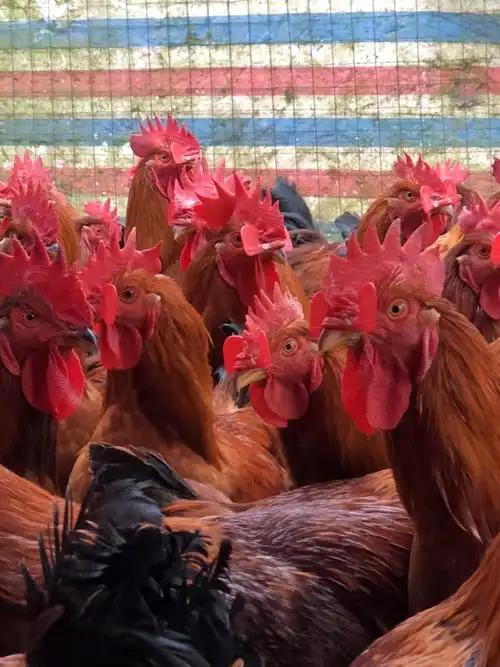 九斤黄鸡 145天均重7.5斤 冠毛漂亮的很,欢迎大哥大姐咨询