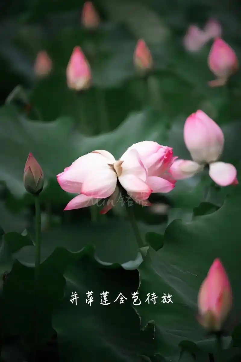 拍摄到了罕见的并蒂莲花分享给大家.