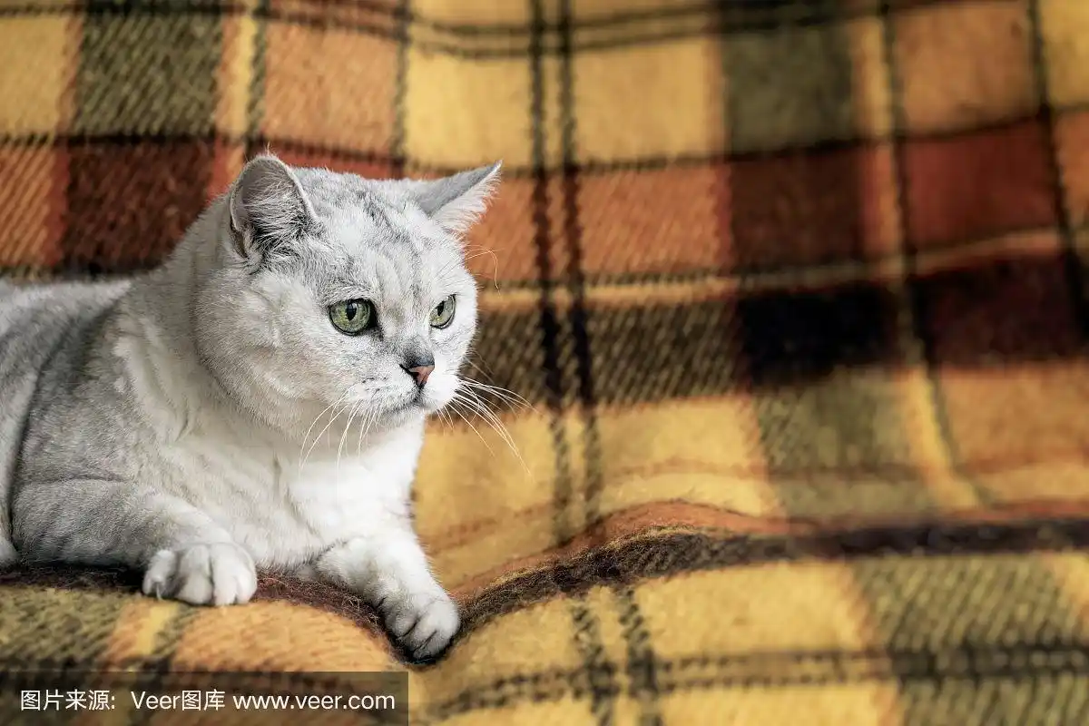 一只英国大猫,长着一双聪明美丽的绿眼睛,躺在沙发上,上面盖着一条