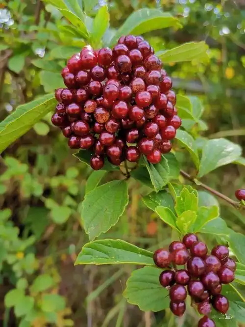 宣威这种野果你吃过吗