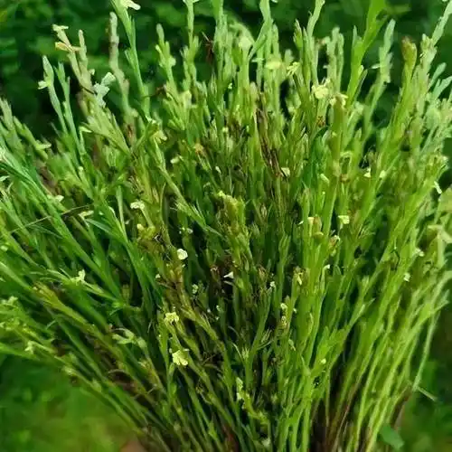 踏青寻宝,可识"草中黄金"?_小儿_孩子_草药