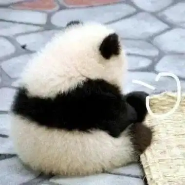 可爱头像动物萌系高清沙雕的可爱动物头像微信图片