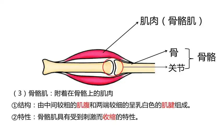52动物的运动和行为和53动物在生物圈中的作用复习课