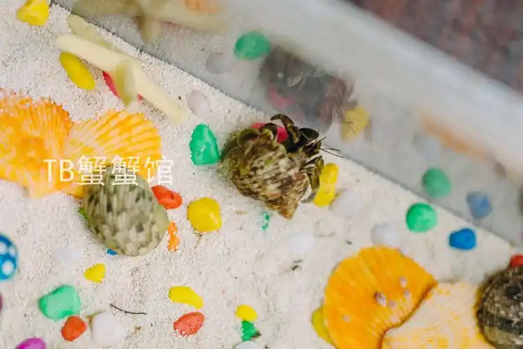 宠物寄居蟹摄影