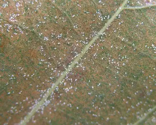 象不象这样的,它是叶螨,另一种是红色的叫红蜘蛛,它们都是螨虫