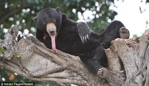 逗趣狗熊打哈欠舌头伸出20多厘米憨态可掬图