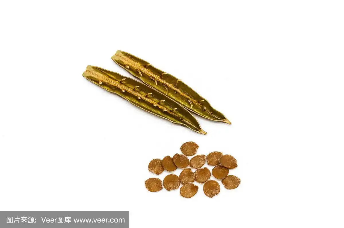 小菜根(ruellia tuberosa)的分离种子和荚.