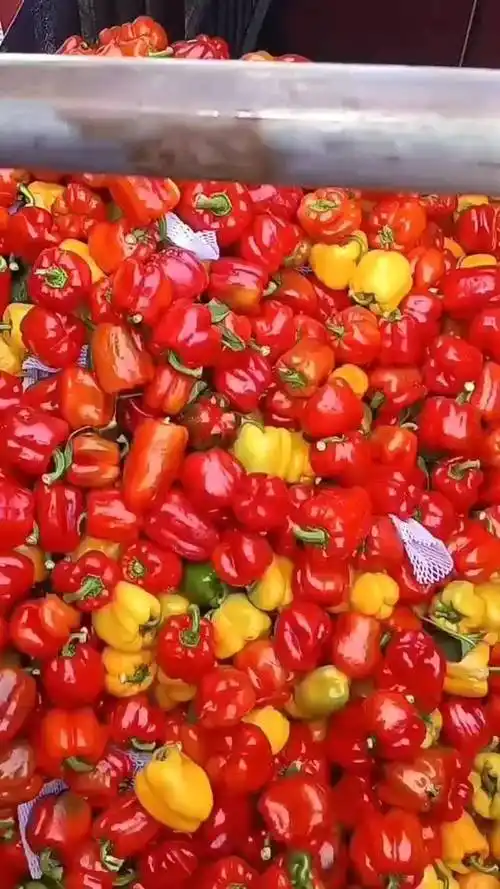 优质红黄五彩甜椒供应超市电商市场团购量大从优欢迎来电