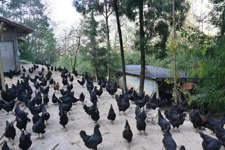 指导村民养殖的五黑鸡.军事科学院某部提供