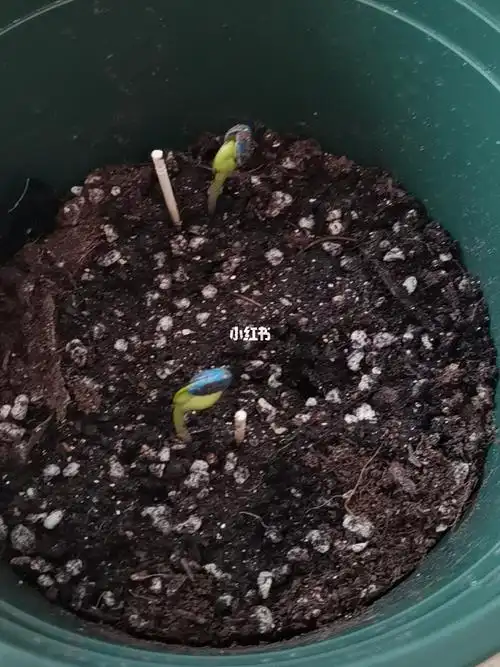 向日葵生长日记|小黑熊向日葵_向日葵_日记_长高_向日葵种植_家居家装