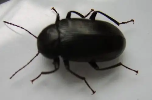 家里出现这小黑甲虫,时而出现一两只,有知道这是什么虫,是哪里生出来