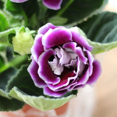 御卉阁 重瓣大岩桐盆栽花苗富贵芙蓉花卉观花植物带花苞发货四季好养