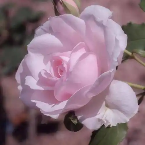 中老年头像大全女人微信头像花朵唯美图片