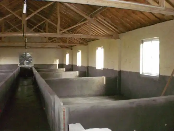 养猪专业户:如何正确建设猪舍的规划与布局,你们get到了吗?