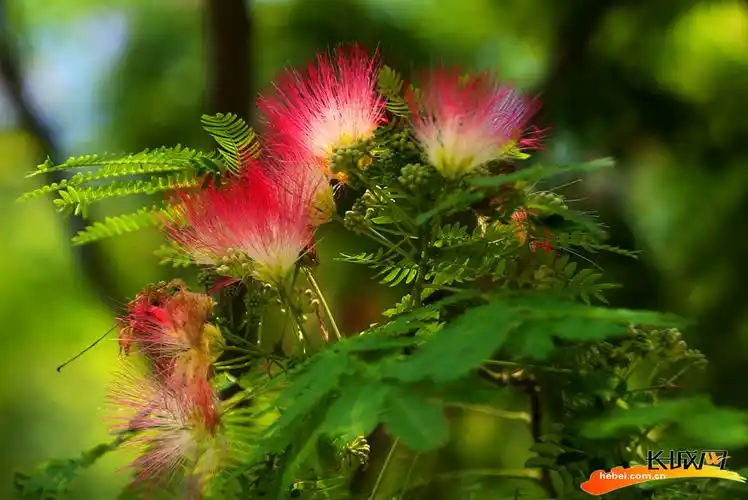 河北平乡榕花树开花正艳